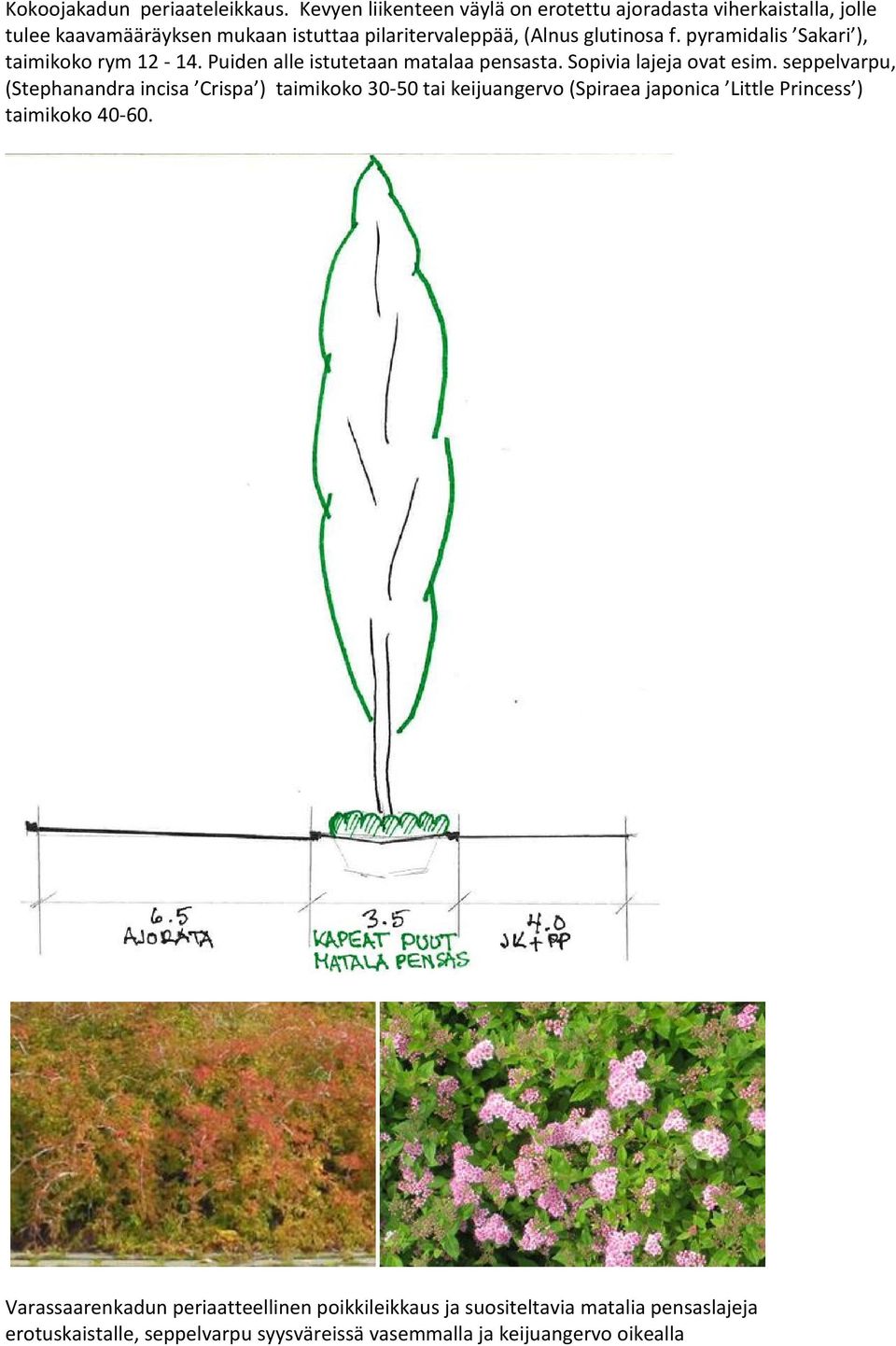 pyramidalis Sakari ), taimikoko rym 12-14. Puiden alle istutetaan matalaa pensasta. Sopivia lajeja ovat esim.