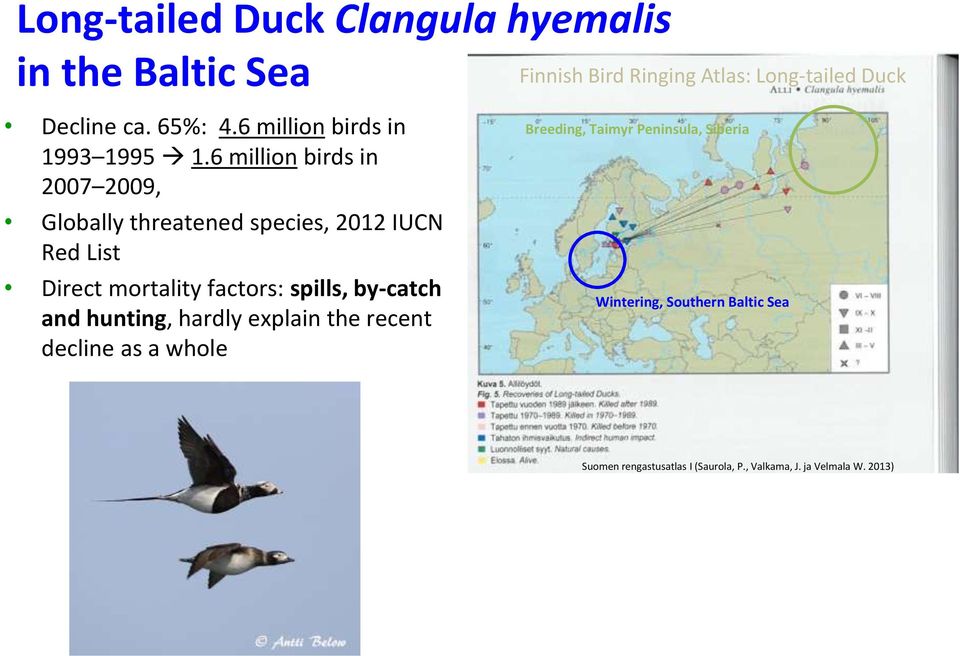 by-catch and hunting, hardly explain the recent decline as a whole Finnish Bird Ringing Atlas: Long-tailed Duck