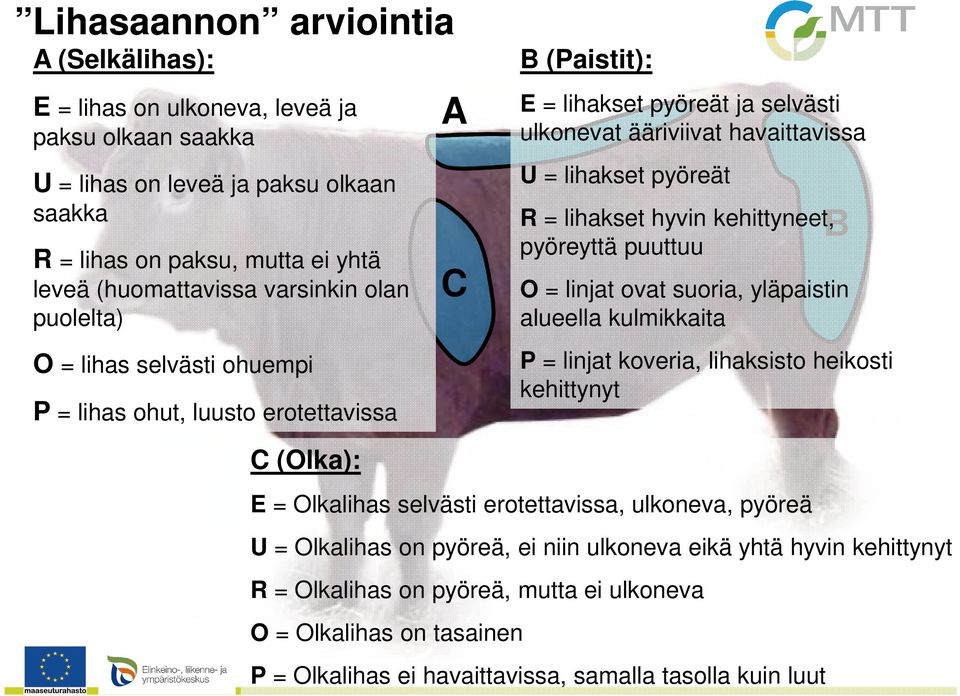 hyvin kehittyneet, pyöreyttä puuttuu B O = linjat ovat suoria, yläpaistin alueella kulmikkaita P = linjat koveria, lihaksisto heikosti kehittynyt C (Olka): E = Olkalihas selvästi erotettavissa,