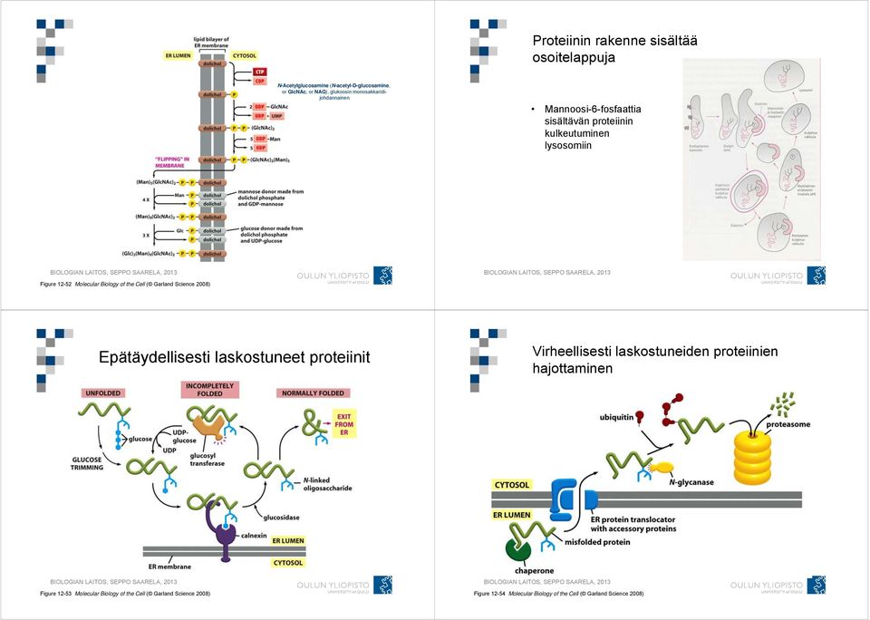 of the Cell ( Garland Science 2008) Epätäydellisesti laskostuneet proteiinit Virheellisesti laskostuneiden proteiinien