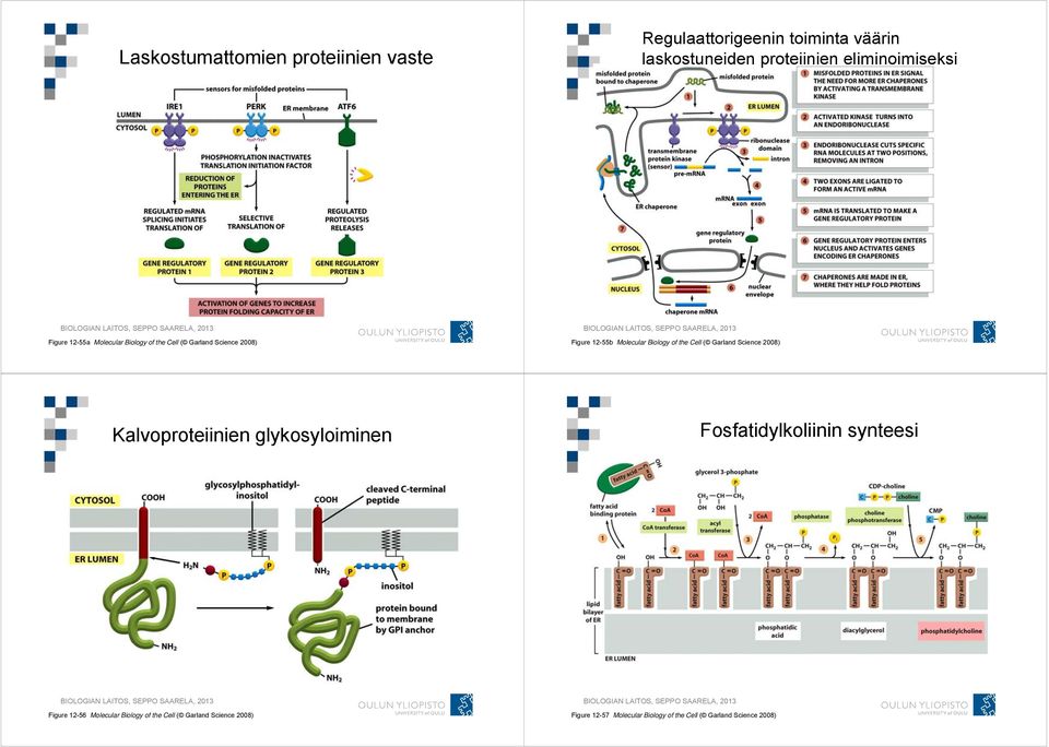 Biology of the Cell ( Garland Science 2008) Kalvoproteiinien glykosyloiminen Fosfatidylkoliinin synteesi