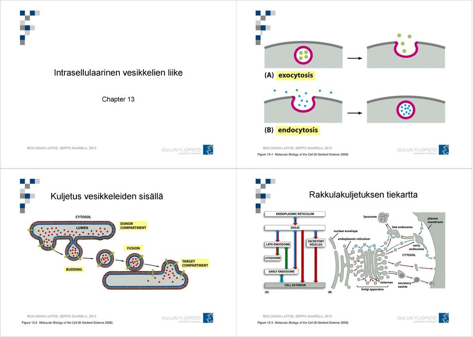 Rakkulakuljetuksen tiekartta Figure 13-2 Molecular Biology of the Cell (