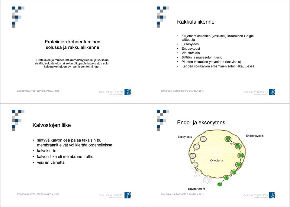 Kuljetusrakkuloiden (vesikkeli) irtoaminen Golgin laitteesta Eksosytoosi Endosytoosi Virusinfektio Siittiön ja munasolun fuusio Pienten vakuolien yhtyminen (kasvisolu)