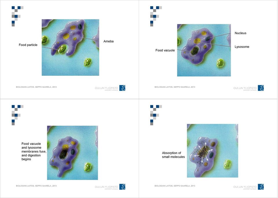 lysosome membranes fuse, and