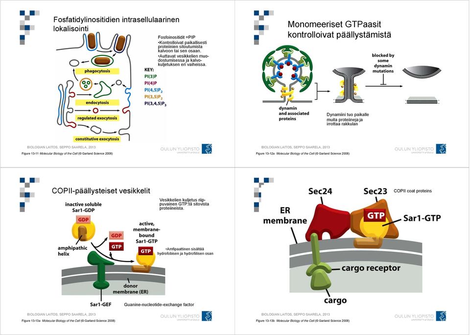 Monomeeriset GTPaasit kontrolloivat päällystämistä Dynamiini tuo paikalle muita proteiineja ja irrottaa rakkulan Figure 13-11 Molecular Biology of the Cell ( Garland Science 2008) Figure 13-12a