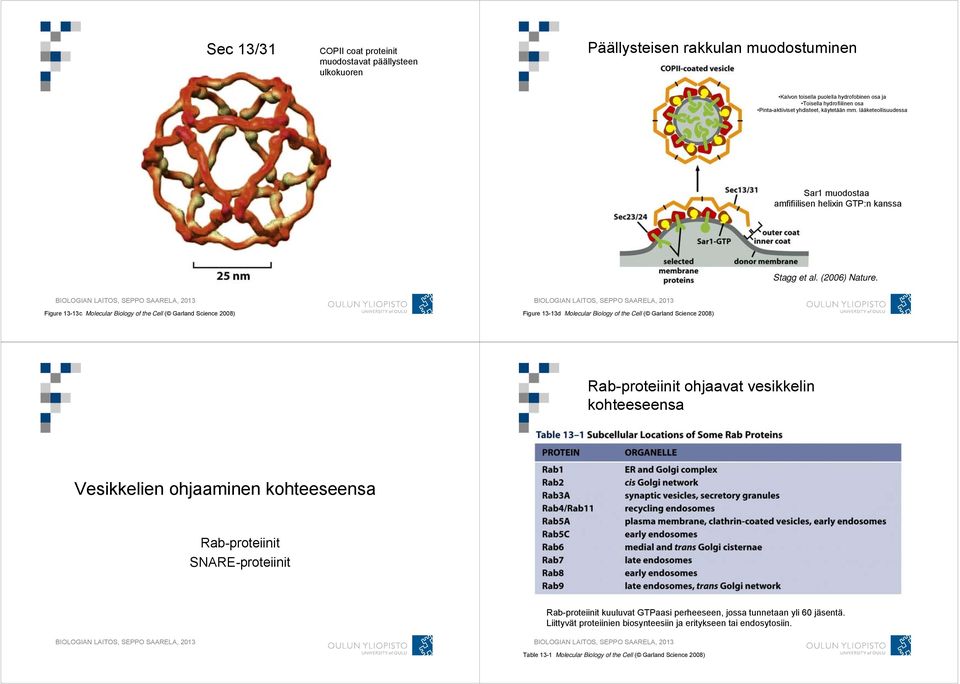 Figure 13-13c Molecular Biology of the Cell ( Garland Science 2008) Figure 13-13d Molecular Biology of the Cell ( Garland Science 2008) Rab-proteiinit ohjaavat vesikkelin kohteeseensa