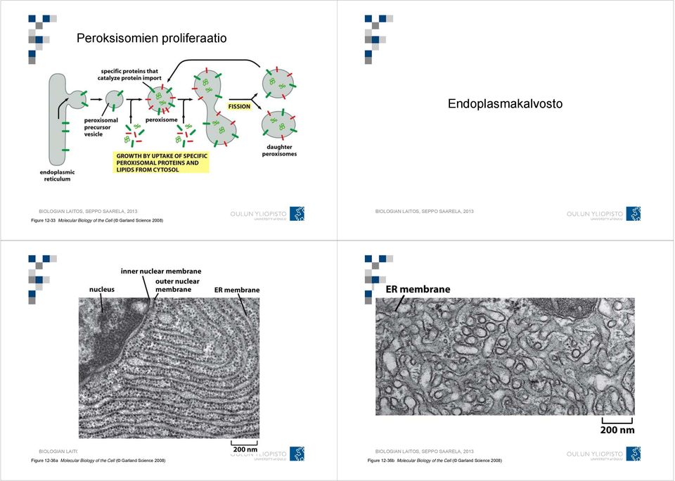 12-36a  12-36b Molecular Biology of the Cell ( Garland Science