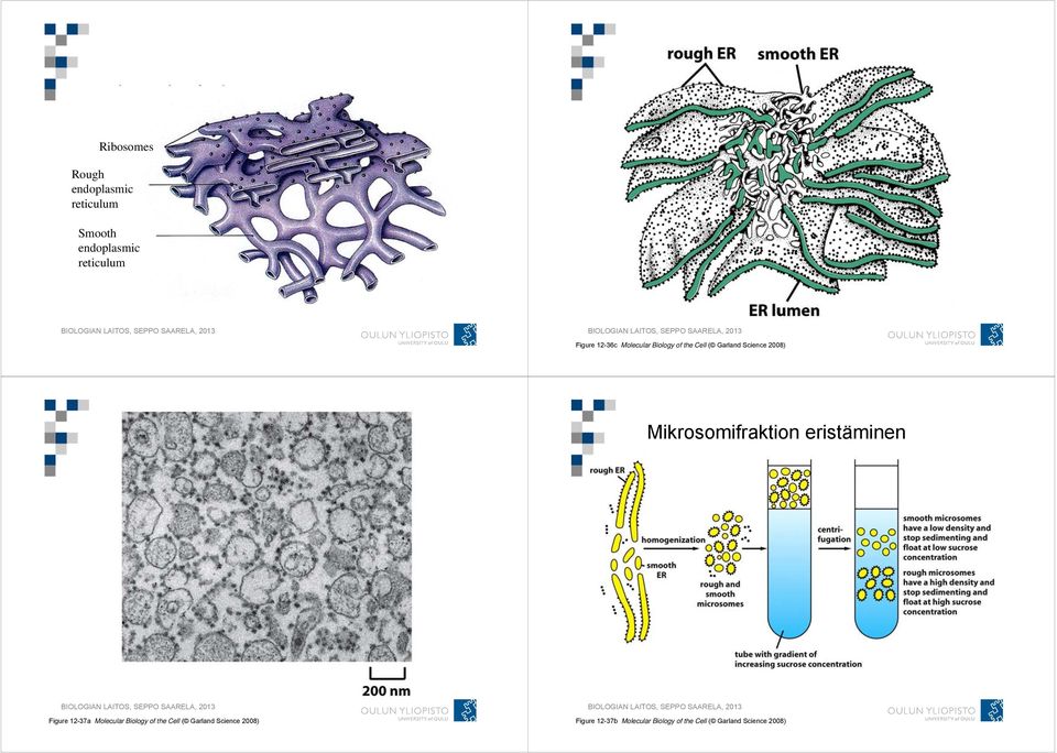 Mikrosomifraktion eristäminen Figure 12-37a Molecular Biology of the Cell