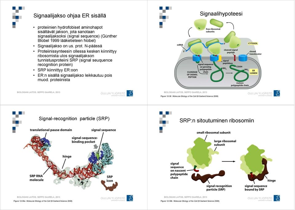 N-päässä Proteiinissynteesin ollessa kesken kiinnittyy ribosomista ulos signaalijakson tunnistusproteiini SRP (signal seuquence recognition protein) SRP kiinnittyy ER:oon ER:n