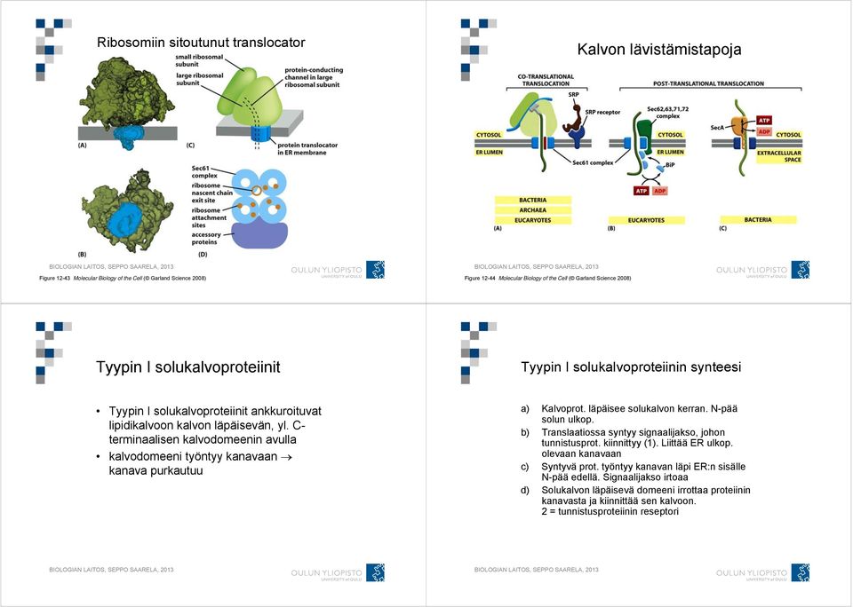 C- terminaalisen kalvodomeenin avulla kalvodomeeni työntyy kanavaan kanava purkautuu a) Kalvoprot. läpäisee solukalvon kerran. N-pää solun ulkop.