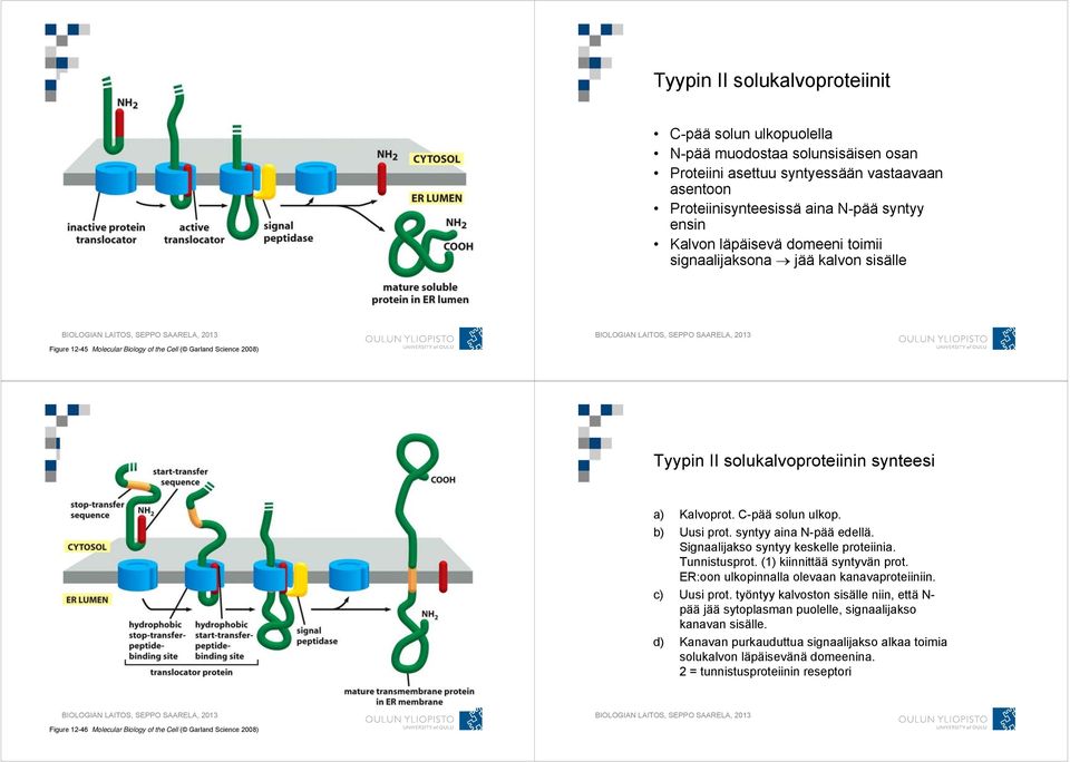 b) Uusi prot. syntyy aina N-pää edellä. Signaalijakso syntyy keskelle proteiinia. Tunnistusprot. (1) kiinnittää syntyvän prot. ER:oon ulkopinnalla olevaan kanavaproteiiniin. c) Uusi prot.