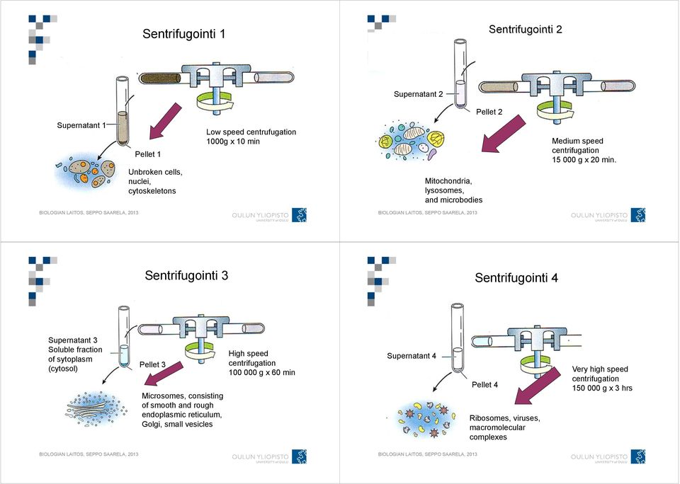 Sentrifugointi 3 Sentrifugointi 4 Supernatant 3 Soluble fraction of sytoplasm (cytosol) Pellet 3 Microsomes, consisting of smooth and rough