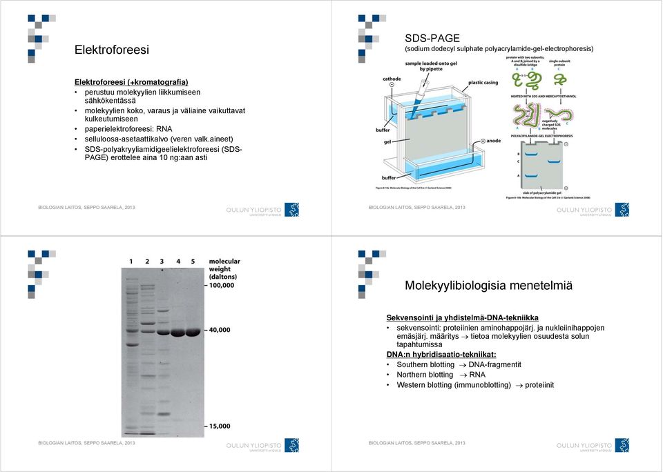 aineet) SDS-polyakryyliamidigeelielektroforeesi (SDS- PAGE) erottelee aina 10 ng:aan asti Molekyylibiologisia menetelmiä Sekvensointi ja yhdistelmä-dna-tekniikka sekvensointi: