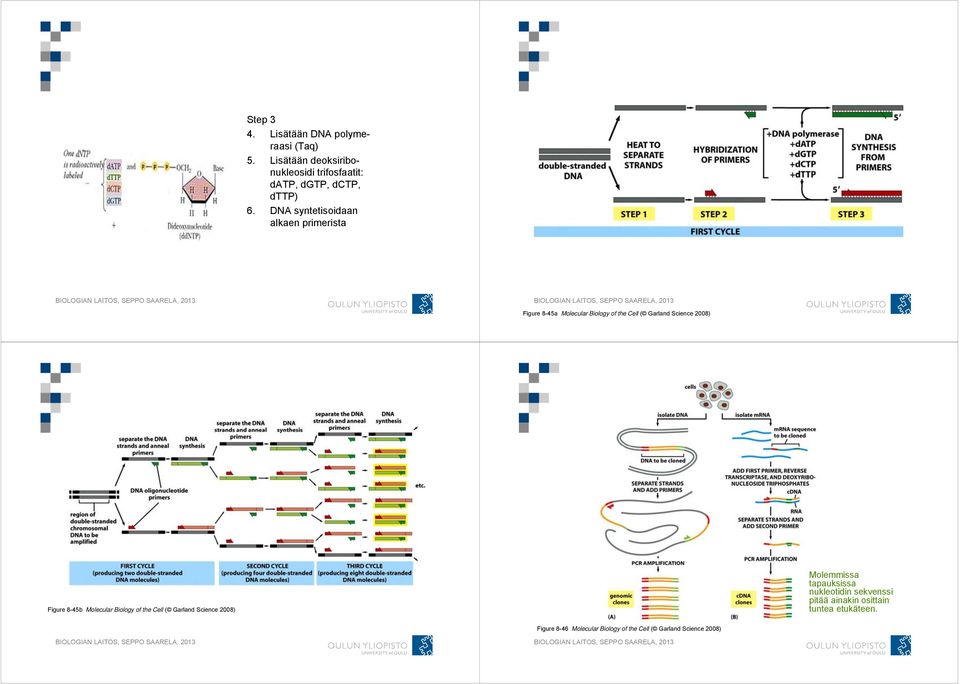 DNA syntetisoidaan alkaen primerista Figure 8-45a Molecular Biology of the Cell ( Garland Science 2008)