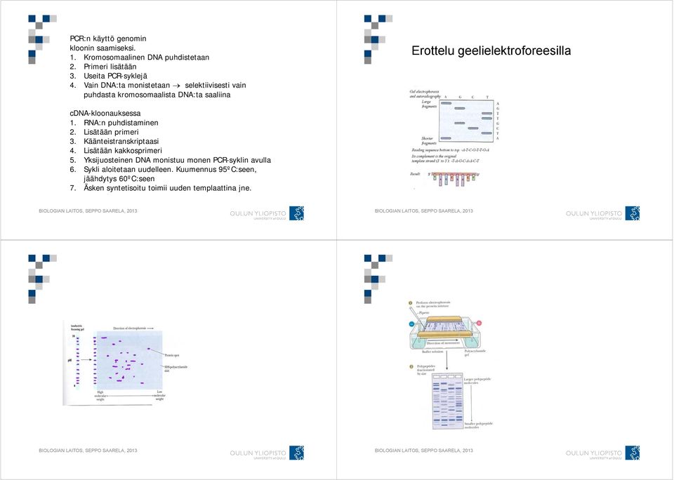 cdna-kloonauksessa 1. RNA:n puhdistaminen 2. Lisätään primeri 3. Käänteistranskriptaasi 4. Lisätään kakkosprimeri 5.