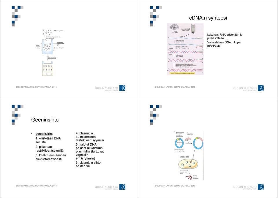 pilkotaan restriktioentsyymillä 3. DNA:n eristäminen elektroforeettisesti 4.