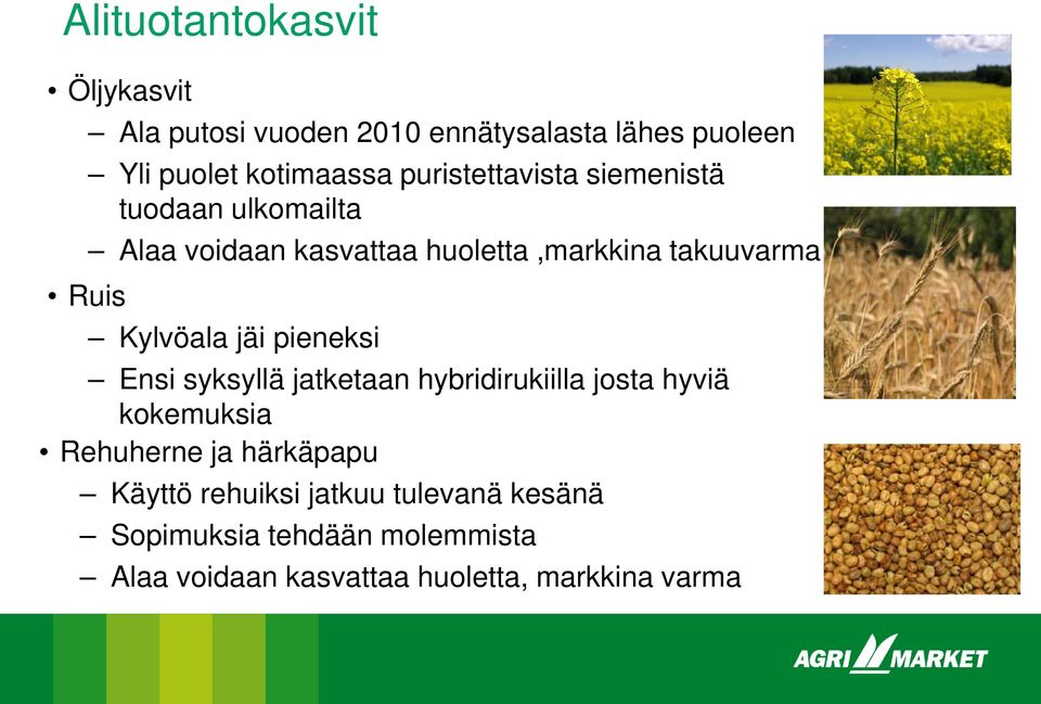 Kylvöala jäi pieneksi Ensi syksyllä jatketaan hybridirukiilla josta hyviä kokemuksia Rehuherne ja härkäpapu