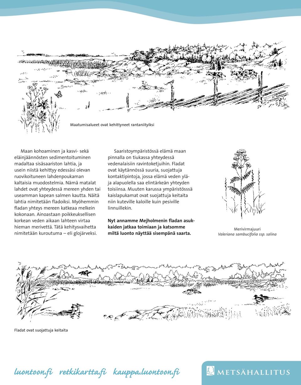 Myöhemmin fladan yhteys mereen katkeaa melkein kokonaan. Ainoastaan poikkeuksellisen korkean veden aikaan lahteen virtaa hieman merivettä. Tätä kehitysvaihetta nimitetään ku rou tuma eli glojärveksi.