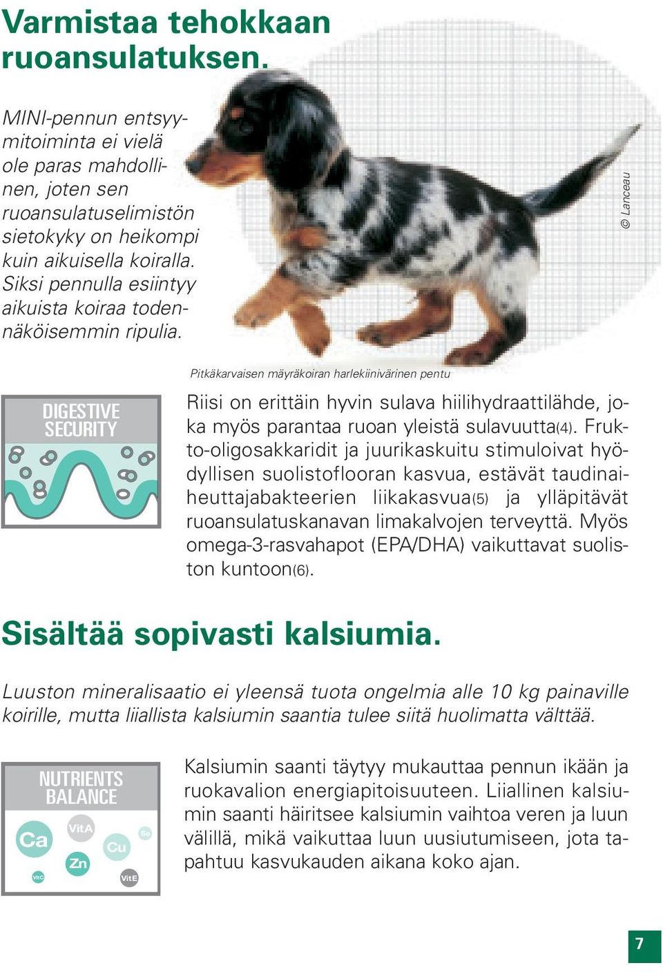 Lanceau DIGESTIVE SECURITY Pitkäkarvaisen mäyräkoiran harlekiinivärinen pentu Riisi on erittäin hyvin sulava hiilihydraattilähde, joka myös parantaa ruoan yleistä sulavuutta(4).