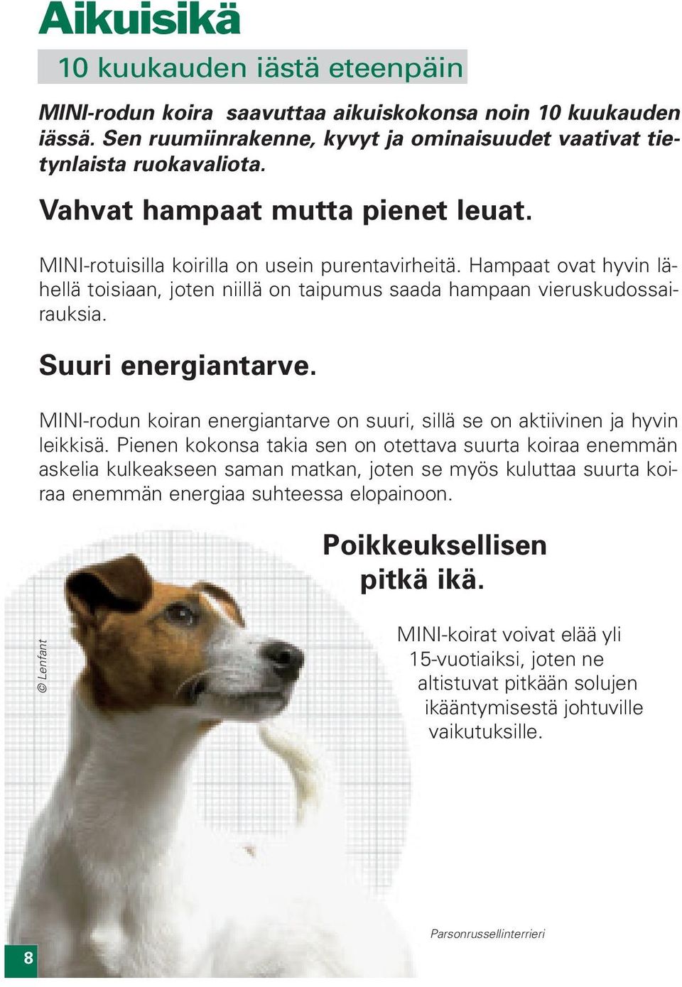 Suuri energiantarve. MINI-rodun koiran energiantarve on suuri, sillä se on aktiivinen ja hyvin leikkisä.
