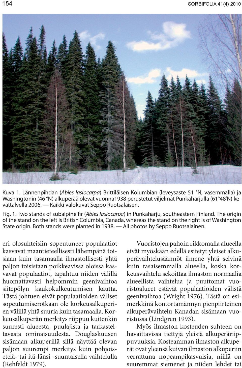 Kaikki valokuvat Seppo Ruotsalaisen. Fig. 1. Two stands of subalpine fir (Abies lasiocarpa) in Punkaharju, southeastern Finland.