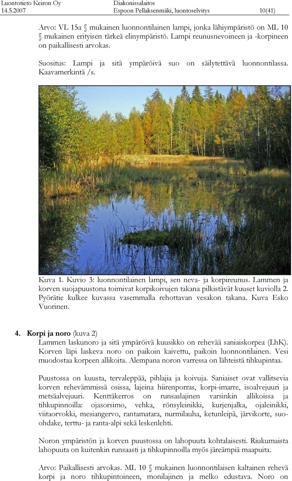 Kuvio : luonnontilainen lampi, sen neva- ja orpireunus. Lammen ja orven suojapuustona toimiv orpioivujen taana pilistävät uuset uviolla. Pyörätie ulee uvassa vasemmalla rehottavan vesaon taana.