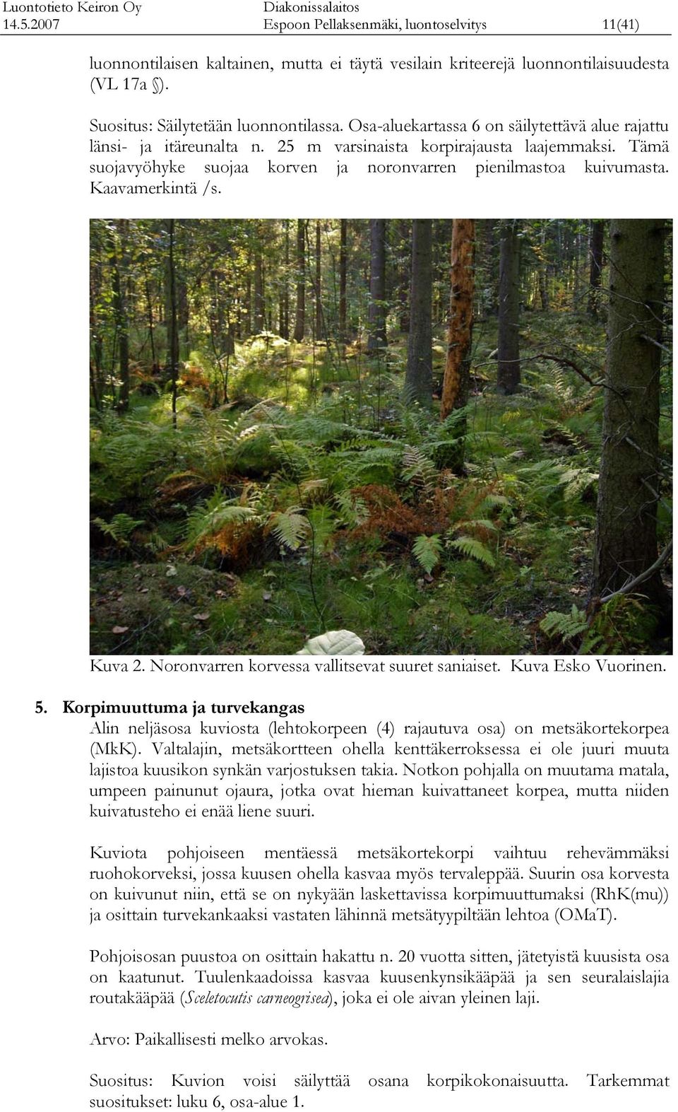 Noronvren orvessa vallitsev suuret saniaiset. Kuva Eso Vuorinen.. Korpimuuttuma ja turveangas Alin neljäsosa uviosta (lehtoorpeen () rajautuva osa) on metsäorteorpea (MK).