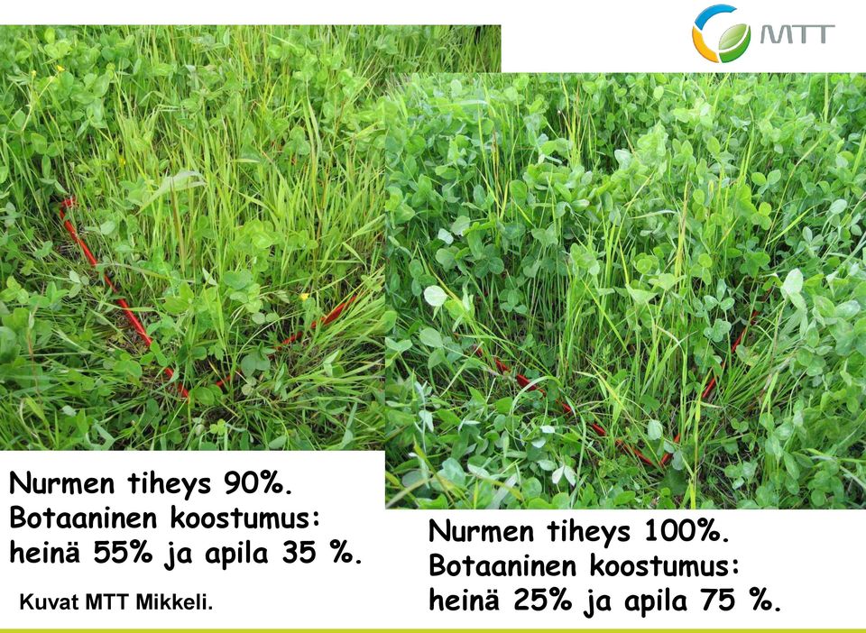 apila 35 %. Kuvat MTT Mikkeli.