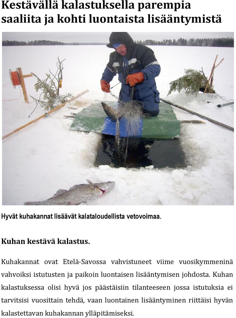 Kuhakannat ovat Etelä-Savossa vahvistuneet viime vuosikymmeninä vahvoiksi istutusten ja paikoin luontaisen lisääntymisen