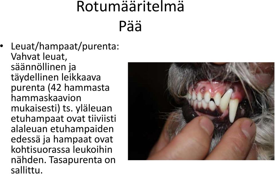 yläleuan etuhampaat ovat tiiviisti alaleuan etuhampaiden edessä ja