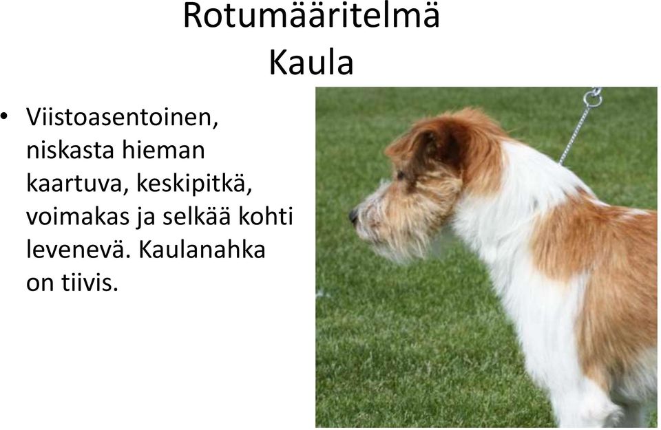 selkää kohti levenevä.