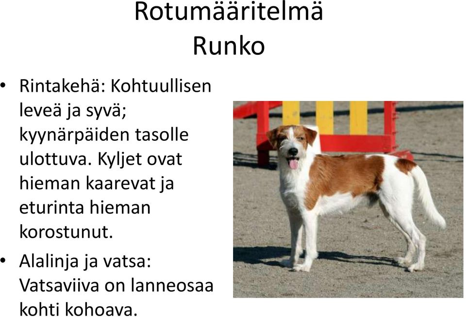 Kyljet ovat hieman kaarevat ja eturinta hieman