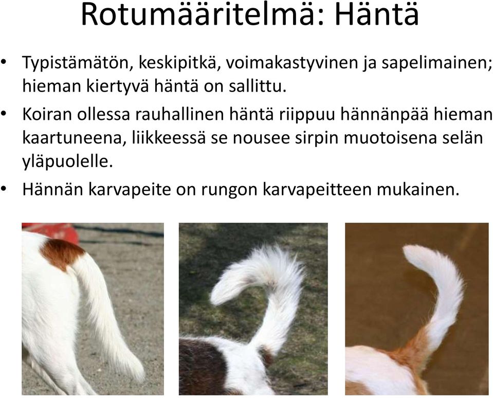 Koiran ollessa rauhallinen häntä riippuu hännänpää hieman kaartuneena,