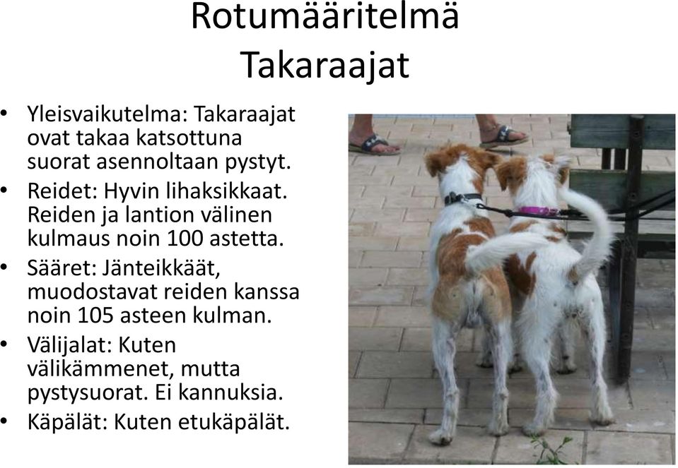 Sääret: Jänteikkäät, muodostavat reiden kanssa noin 105 asteen kulman.