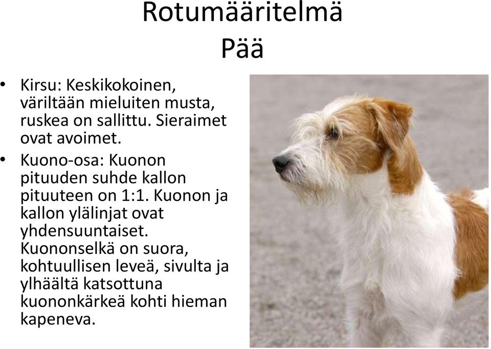 Kuonon ja kallon ylälinjat ovat yhdensuuntaiset.