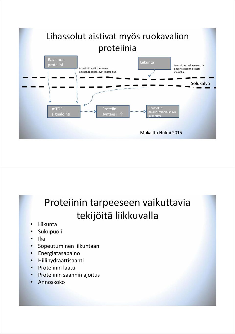Proteiinisynteesi Lihassolun palautuminen, kasvu ja kehitys Mukailtu Hulmi 2015 Proteiinin tarpeeseen vaikuttavia tekijöitä