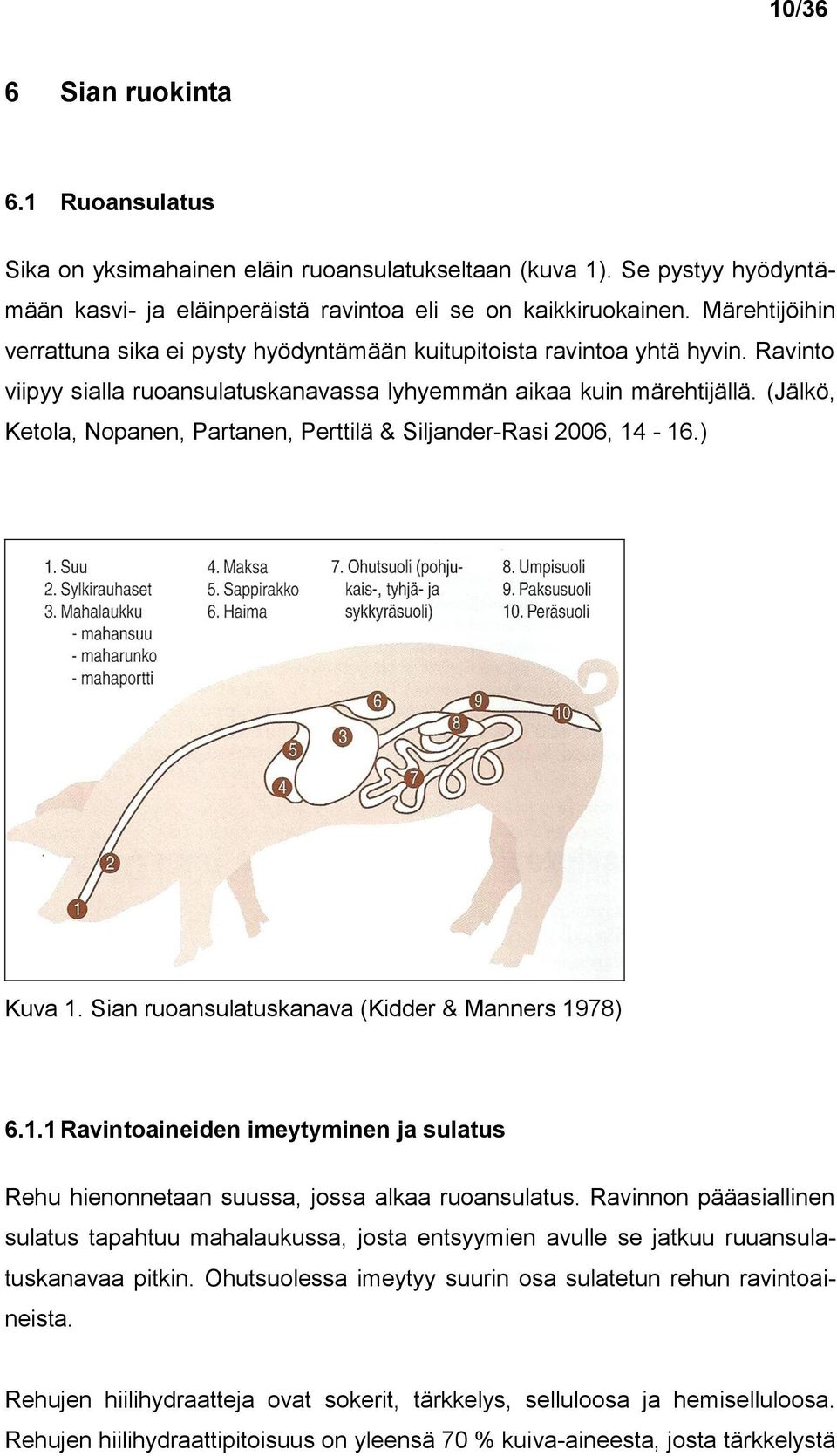 (Jälkö, Ketola, Nopanen, Partanen, Perttilä & Siljander-Rasi 2006, 14-16.) Kuva 1. Sian ruoansulatuskanava (Kidder & Manners 1978) 6.1.1 Ravintoaineiden imeytyminen ja sulatus Rehu hienonnetaan suussa, jossa alkaa ruoansulatus.