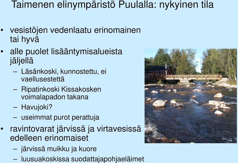 Ripatinkoski Kissakosken voimalapadon takana Havujoki?