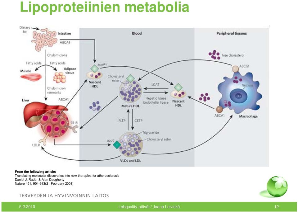 atherosclerosis Daniel J.