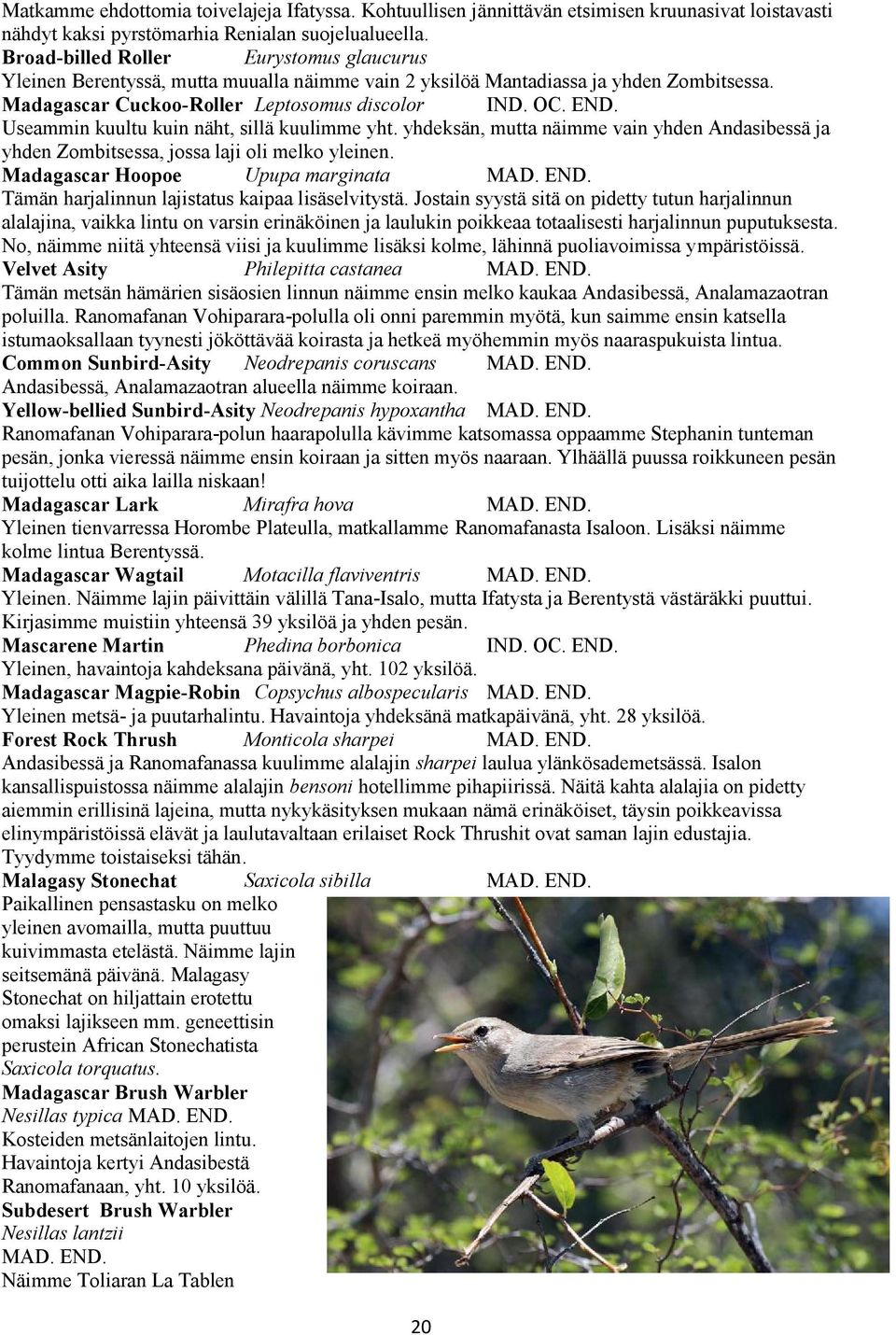 Madagascar Cuckoo-Roller Leptosomus discolor Useammin kuultu kuin näht, sillä kuulimme yht. yhdeksän, mutta näimme vain yhden Andasibessä ja yhden Zombitsessa, jossa laji oli melko yleinen.