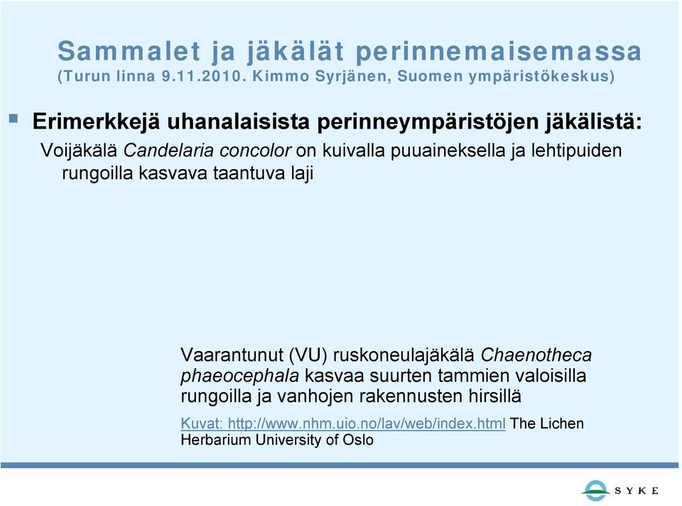 ruskoneulajäkälä Chaenotheca phaeocephala kasvaa suurten tammien valoisilla rungoilla ja