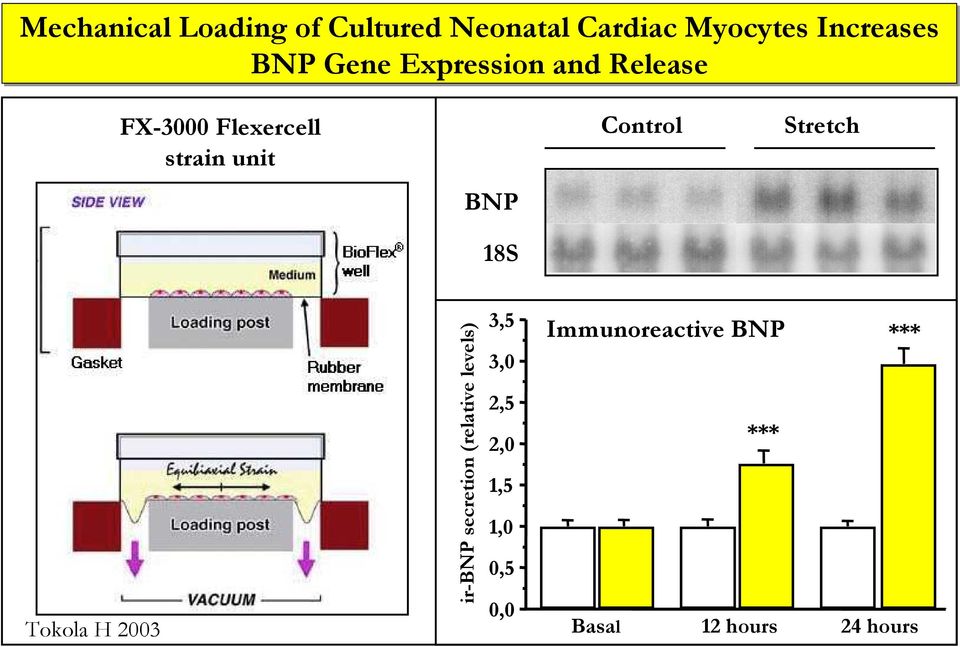 Control Stretch Tokola H 2003 ir-bnp secretion (relative levels) 3,5
