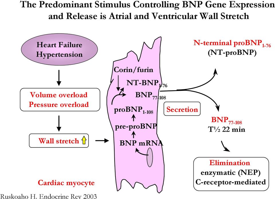 Pressure overload Wall stretch NT-BNP 1-76 BNP 77-108 probnp 1-108 Secretion pre-probnp BNP mrna BNP