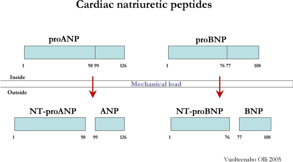 Mechanical load NT-proANP ANP NT-proBNP