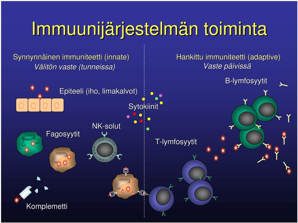 (iho, limakalvot) Hankittu immuniteetti (adaptive) Vaste