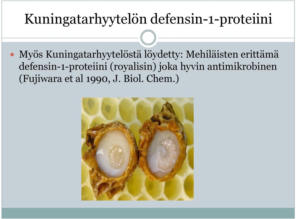 erittämä defensin-1-proteiini (royalisin) joka