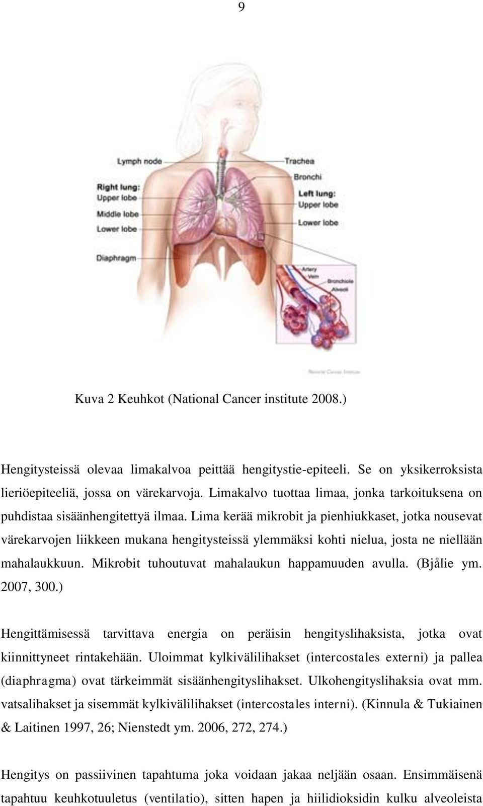 Lima kerää mikrobit ja pienhiukkaset, jotka nousevat värekarvojen liikkeen mukana hengitysteissä ylemmäksi kohti nielua, josta ne niellään mahalaukkuun.