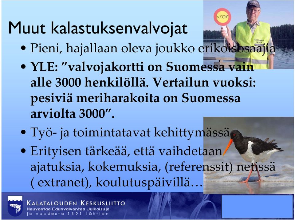 Vertailun vuoksi: pesiviä meriharakoita on Suomessa arviolta 3000.