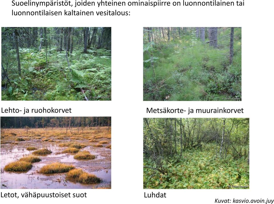 vesitalous: Lehto- ja ruohokorvet Metsäkorte- ja