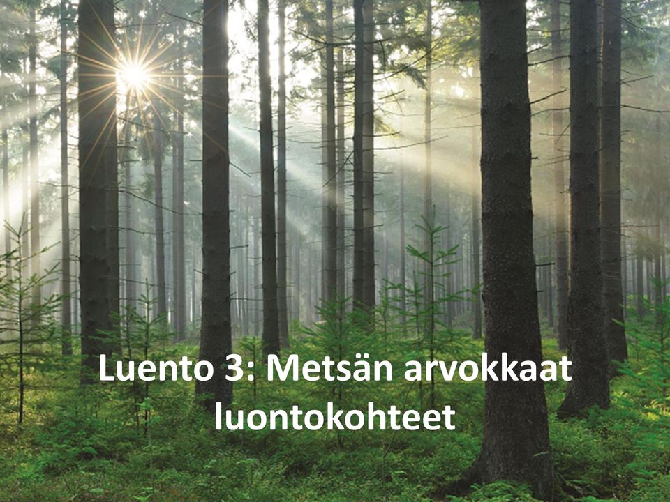arvokkaat